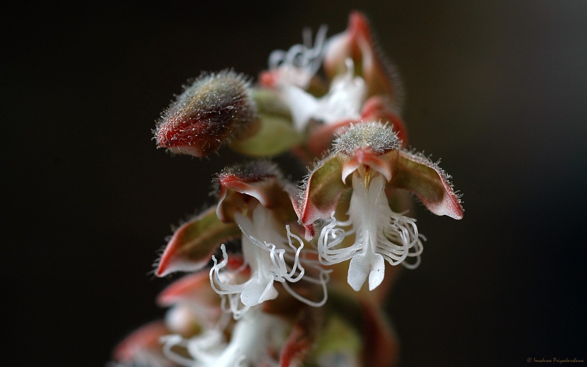 Anoectochilus regalis Blume